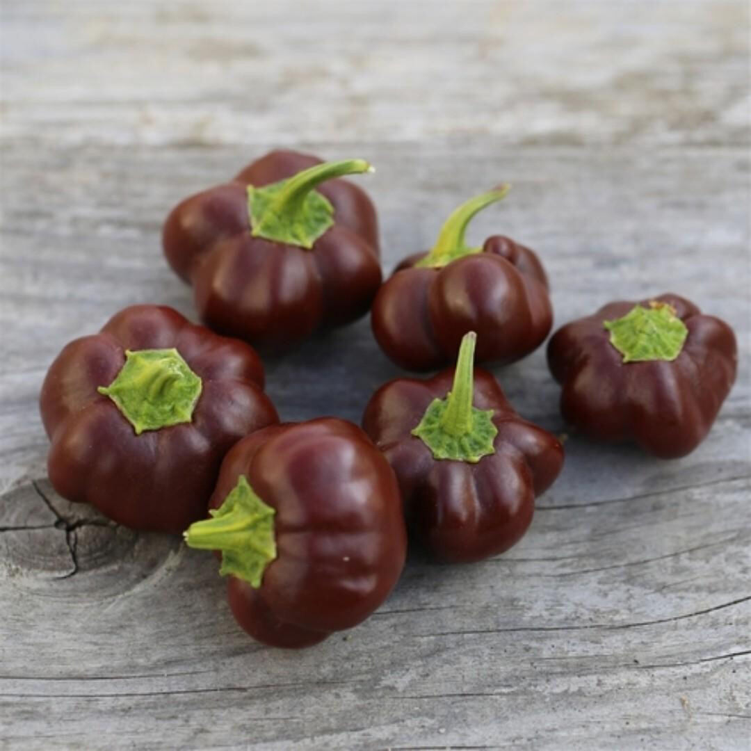 Hạt giống ớt bí ngô Chocolate