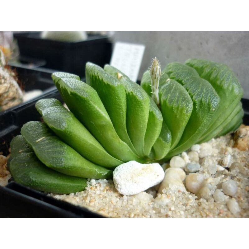 Siêu sale 50%- Sen đá Haworthia Quạt Ngọc