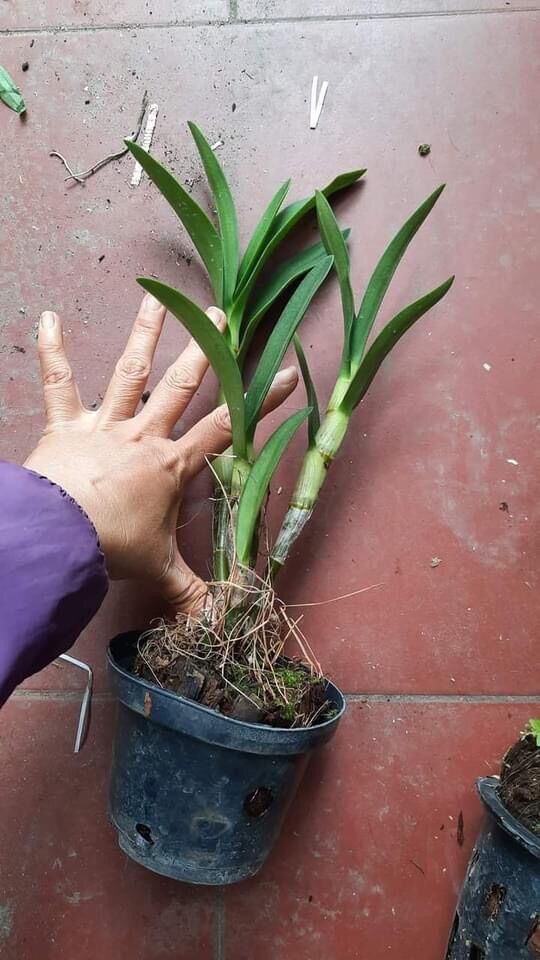 Hoa lan dendro chớp bịp - hoa thơm