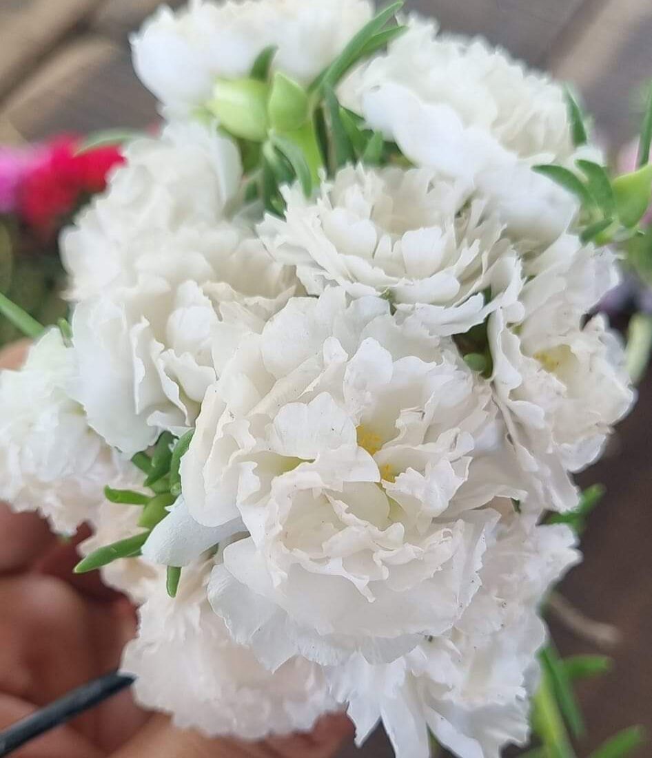 cành hoa mười giờ mix 8 màu