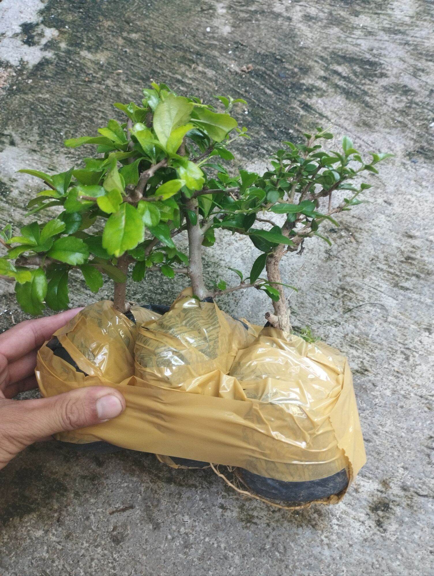 combo (3 cây trà phúc kiến+3 cây sam hưong)