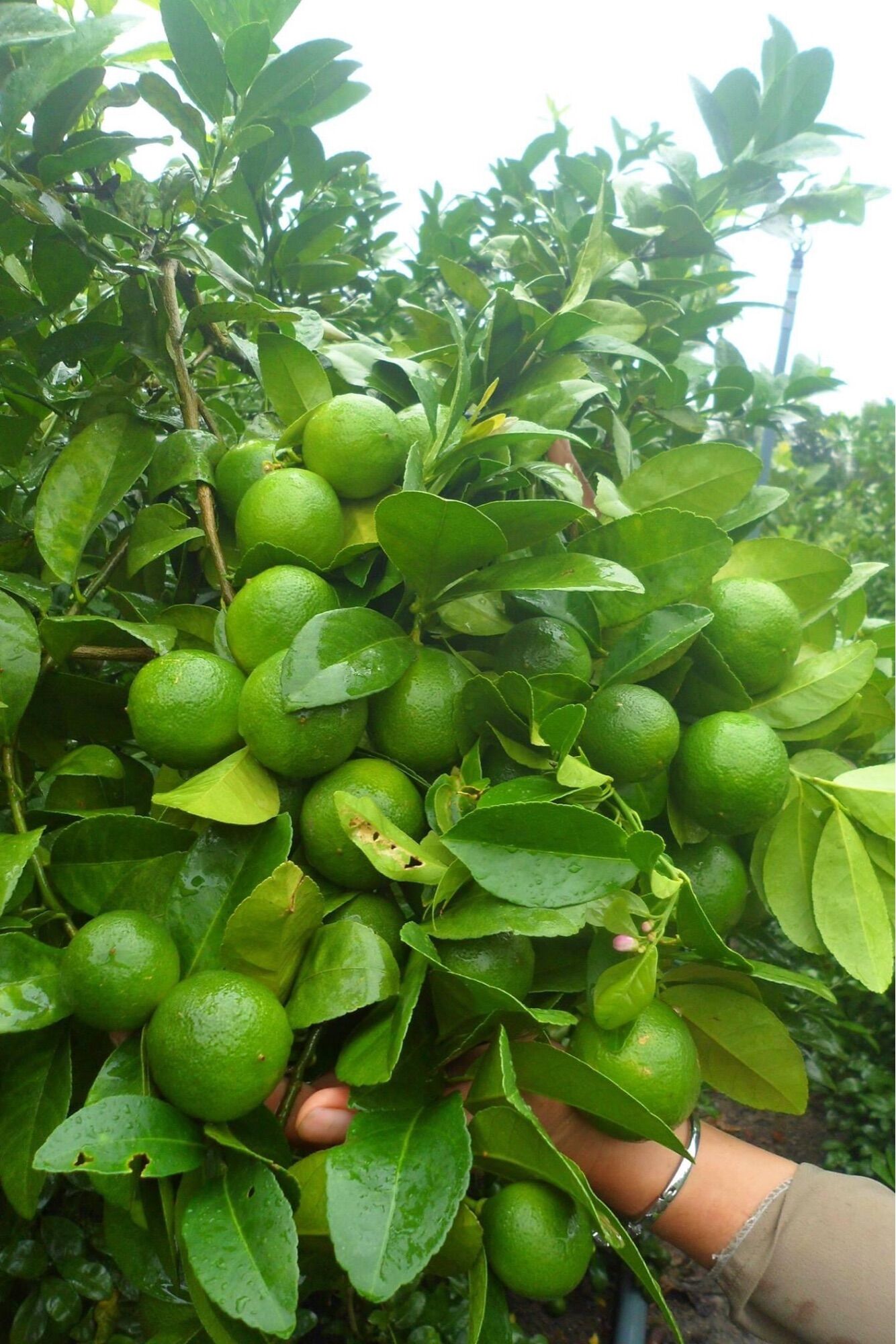 Cây giống chanh tứ quý không hạt(1 bầu 40cm)