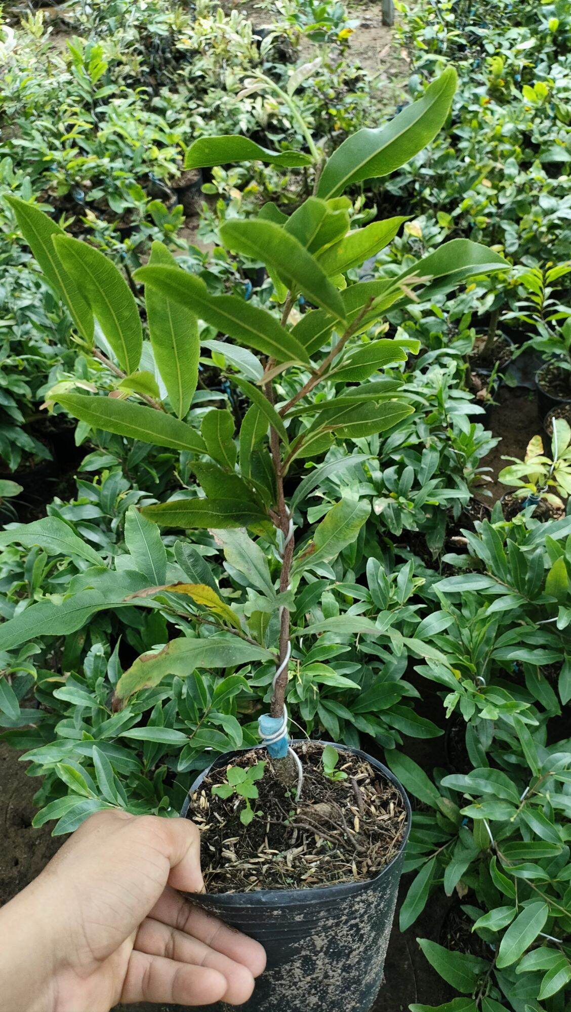 2026 Fragrant Apricot Tree Is 45-60cm Tall