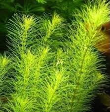 Luân thảo xanh thuỷ sinh - 5 cọng