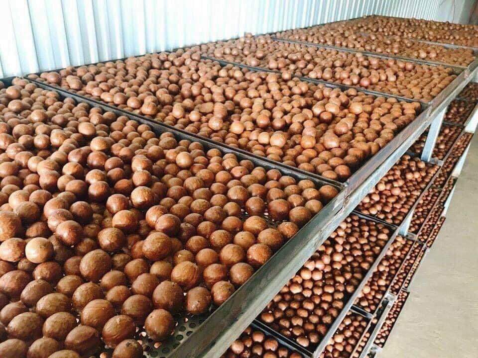 Hạt Macca Dăk Lăk - Hộp dinh dưỡng 500gr