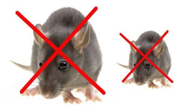 Bột diệt chuột chết nhanh diệt chuột lớn nhỏ chết hết