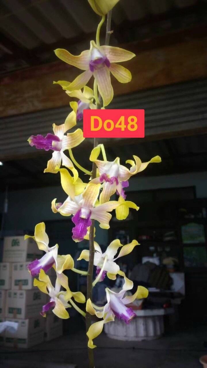 Hoa lan denro nắng Sing màu mới