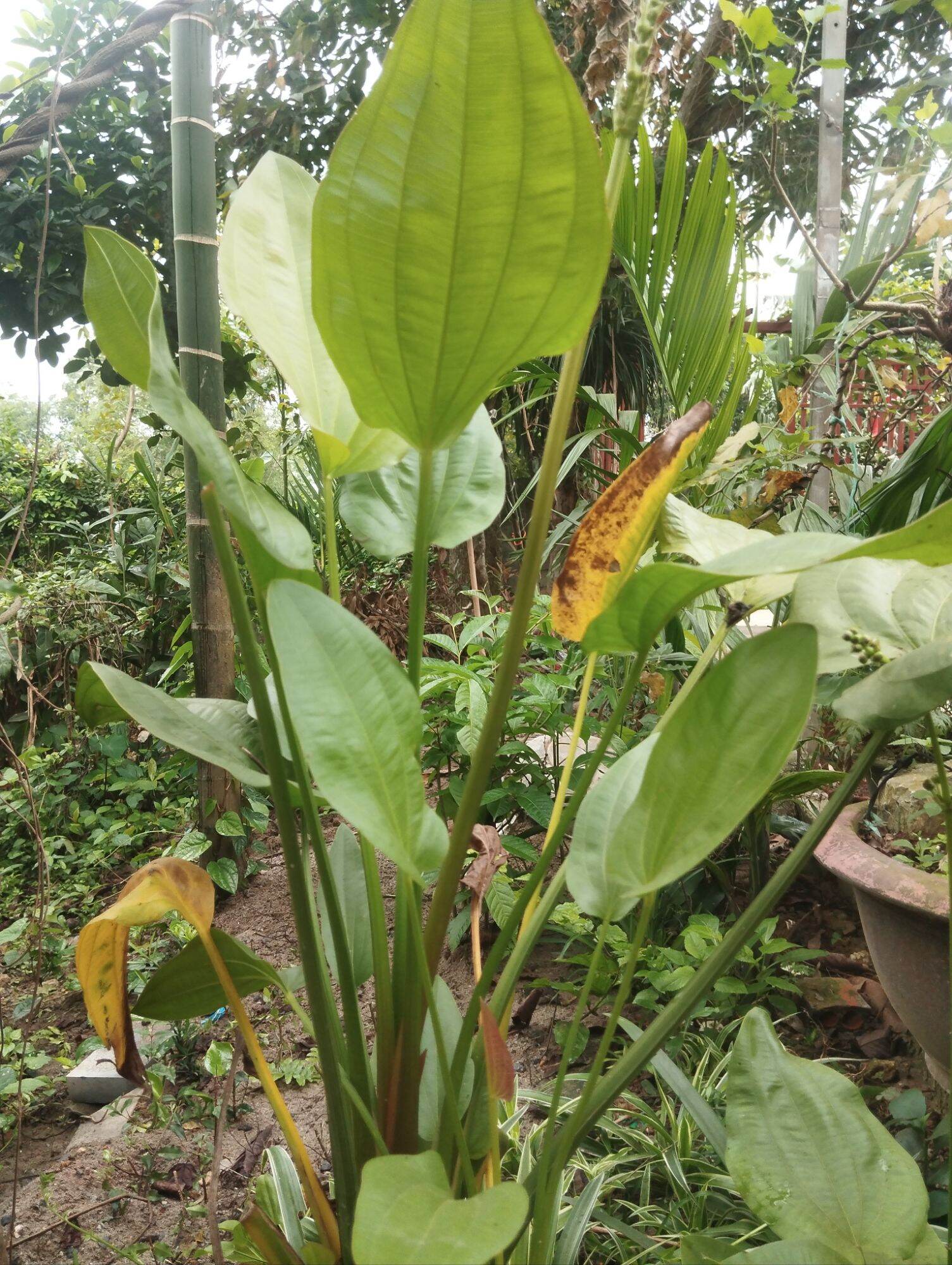 Cây Hoa Bách thủy tiên
