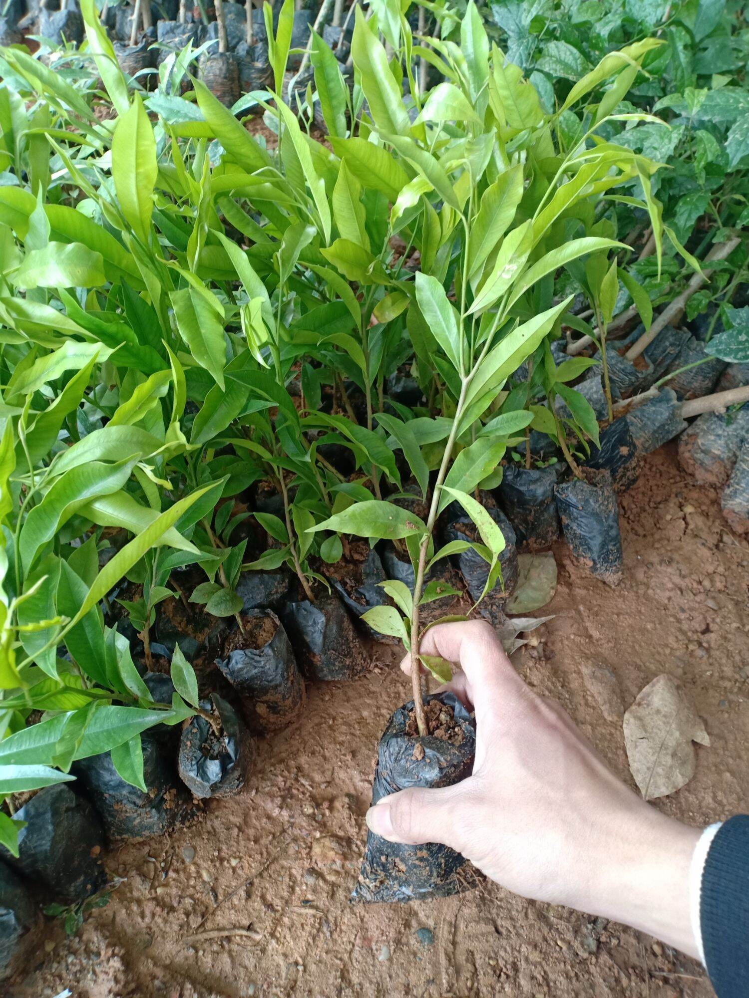 COMBO 10 cây gió bầu (trầm hương) mua 10 tặng 1
