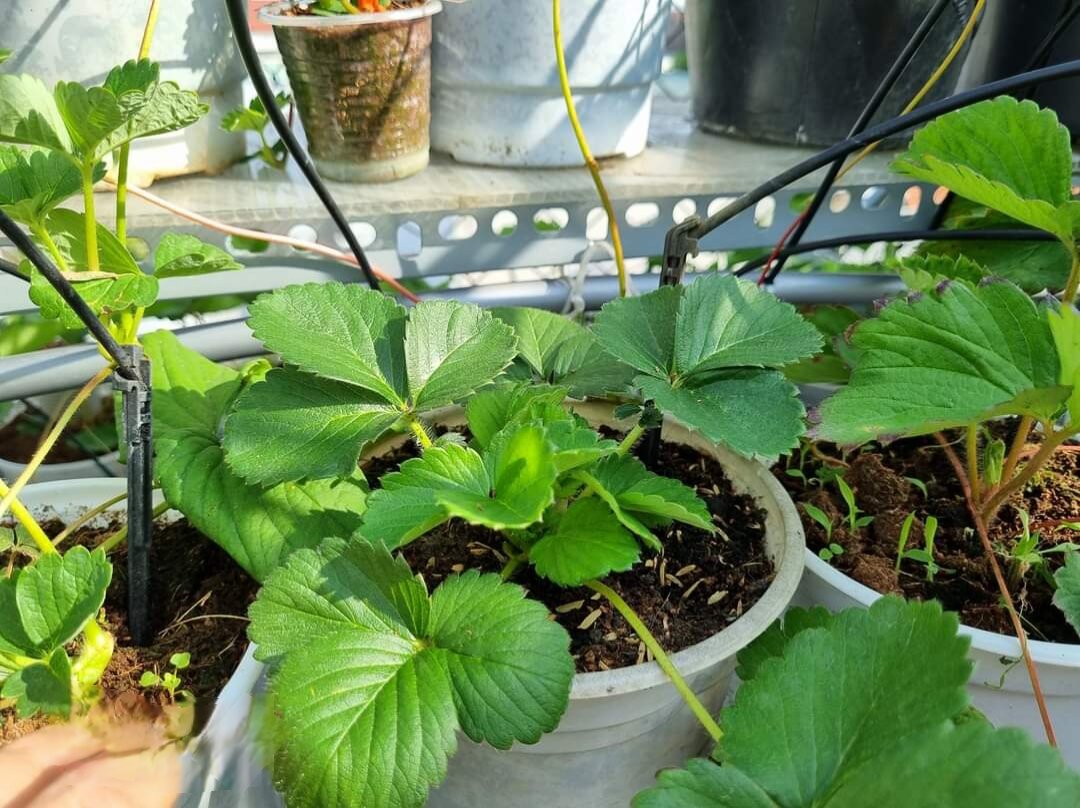 Dâu tây HÀN GOUSLE ( combo 10 cây mô vỉ - chuẩn giống)