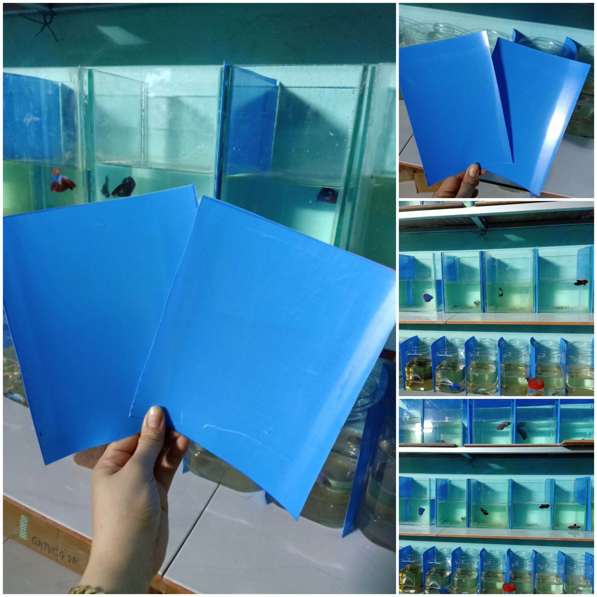 miếng chắn cá betta