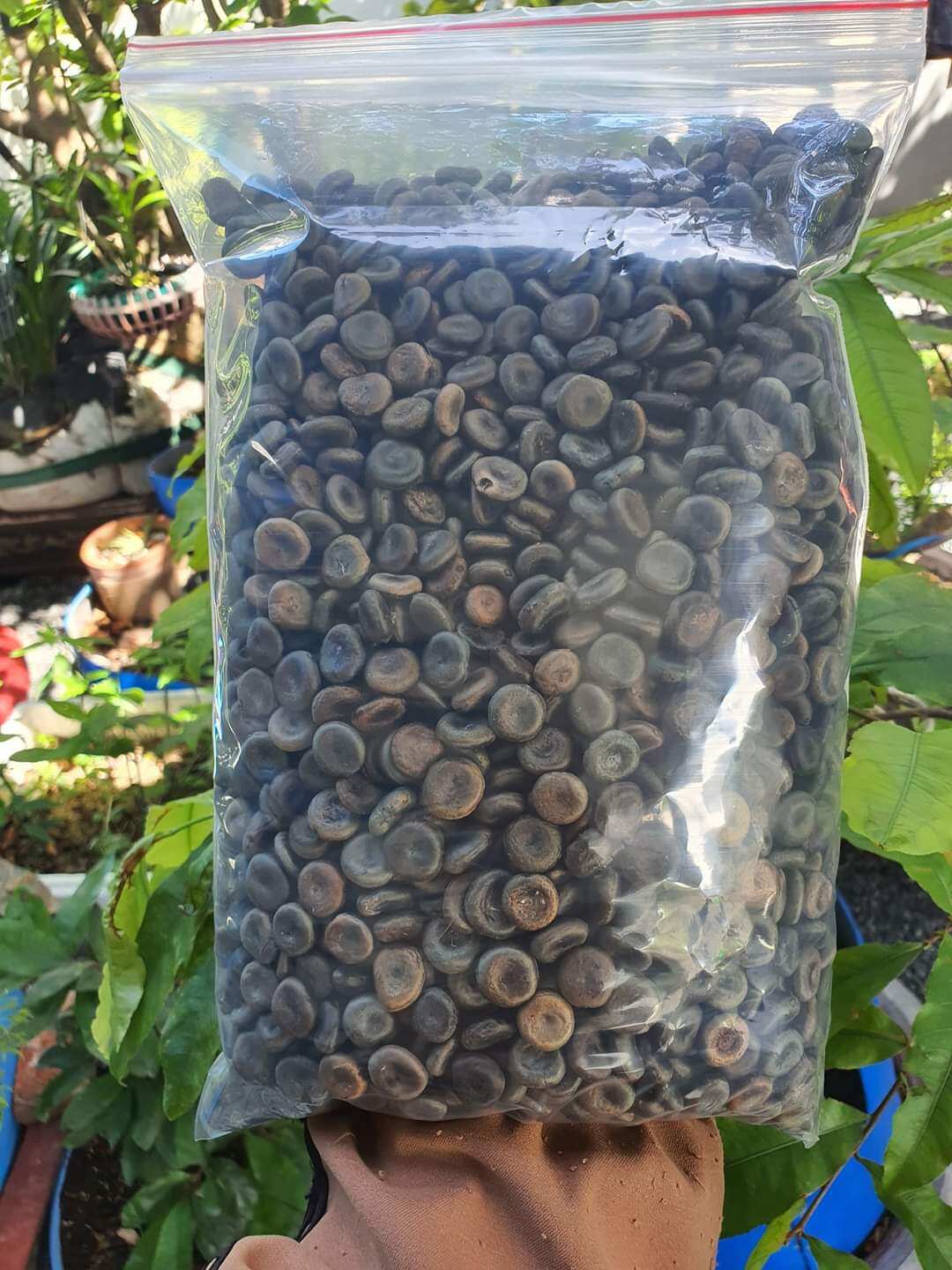 100g HẠT MÃ TIỀN ĐEN Nhung loại 1