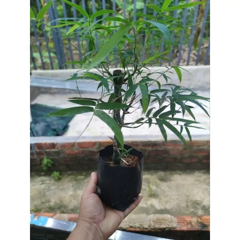 Cây trúc quan âm, cây trong bầu đất, cao từ 30-40cm, chưng phong thủy