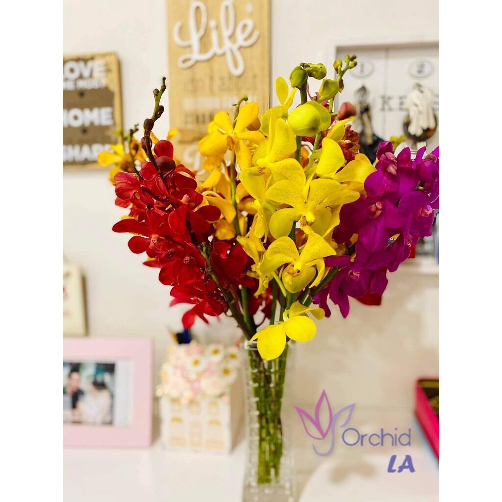 Hoa lan mokara cây giống 10cm(2 cây)