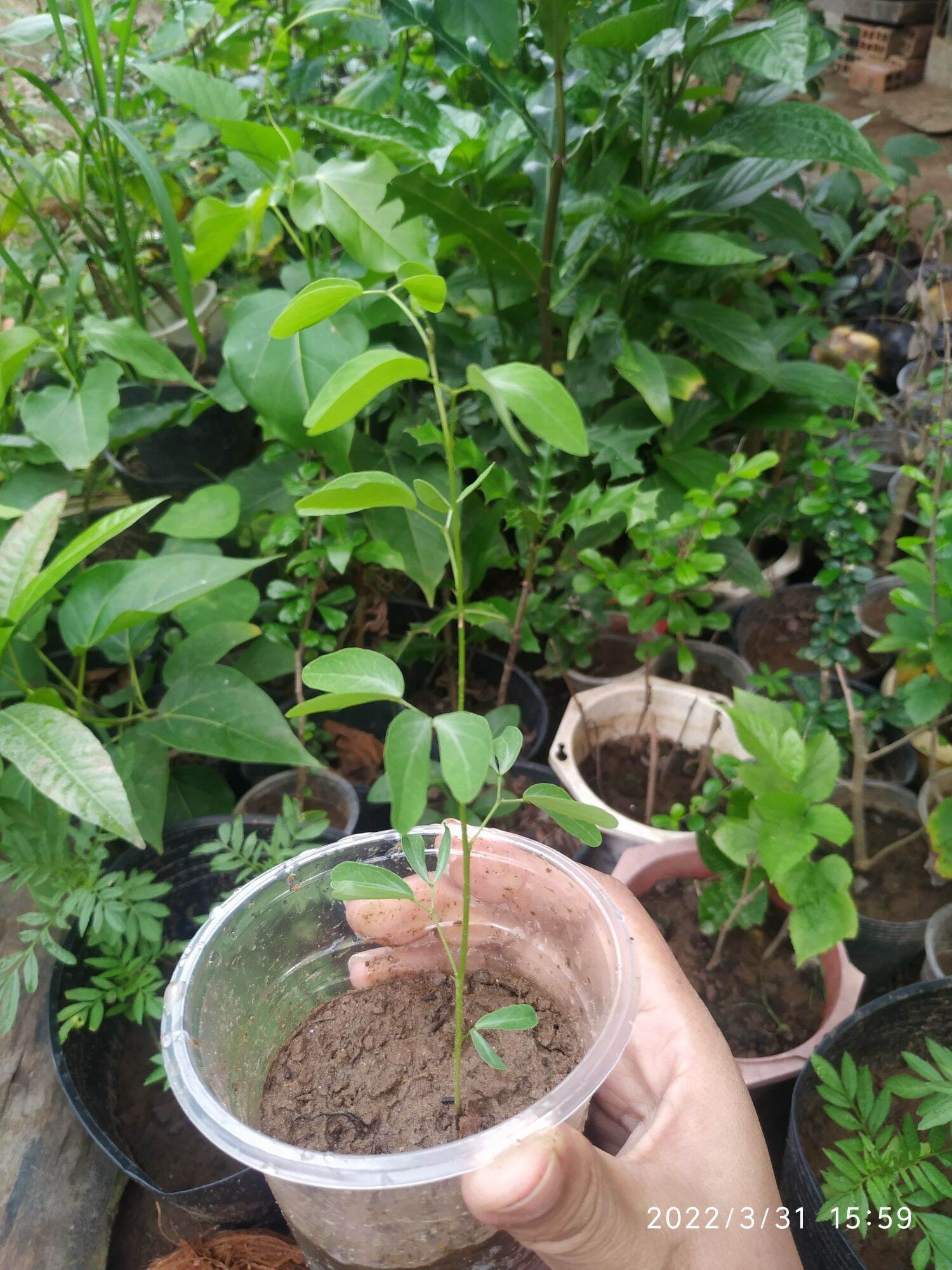 Cây me keo giống ngọt