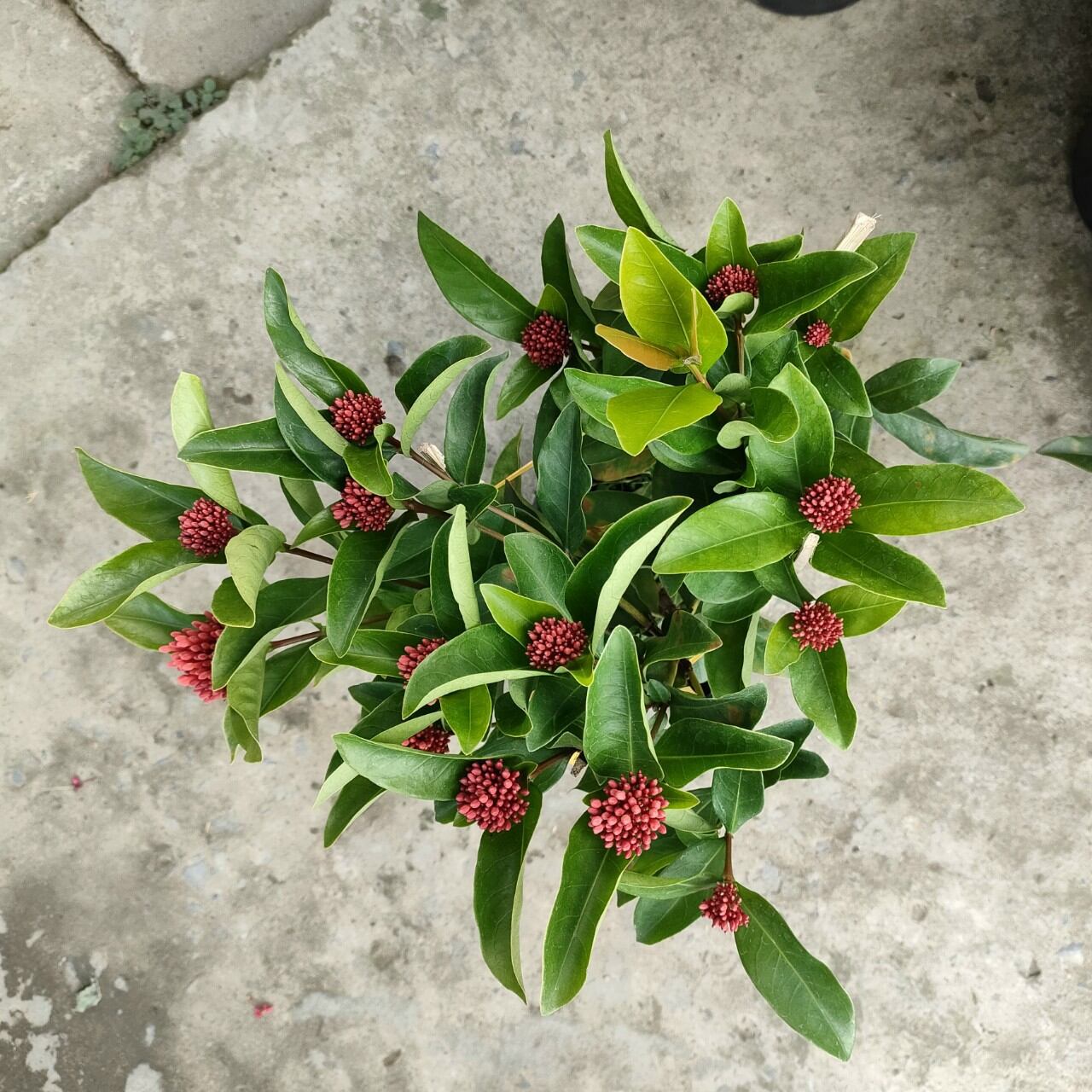 Cây Bông Trang Tàu lá trung màu Đỏ