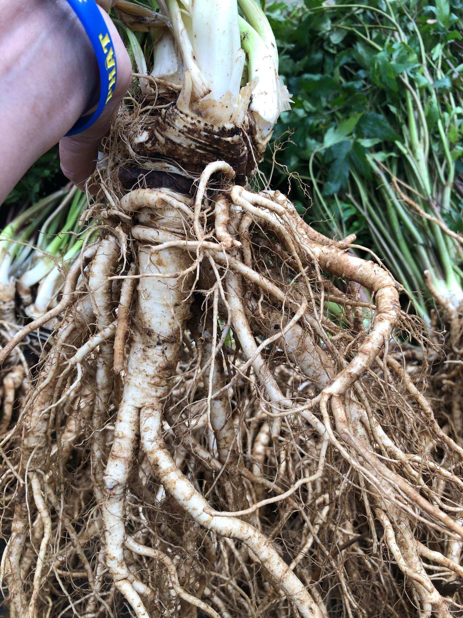 Sâm đương quy tươi hàng 2củ/kg(100k/kg)