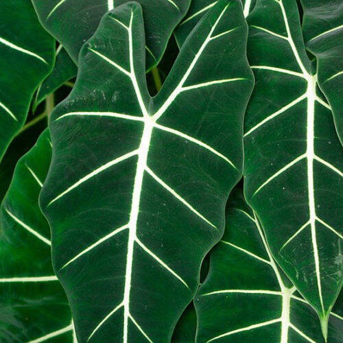 Alocasia frydek