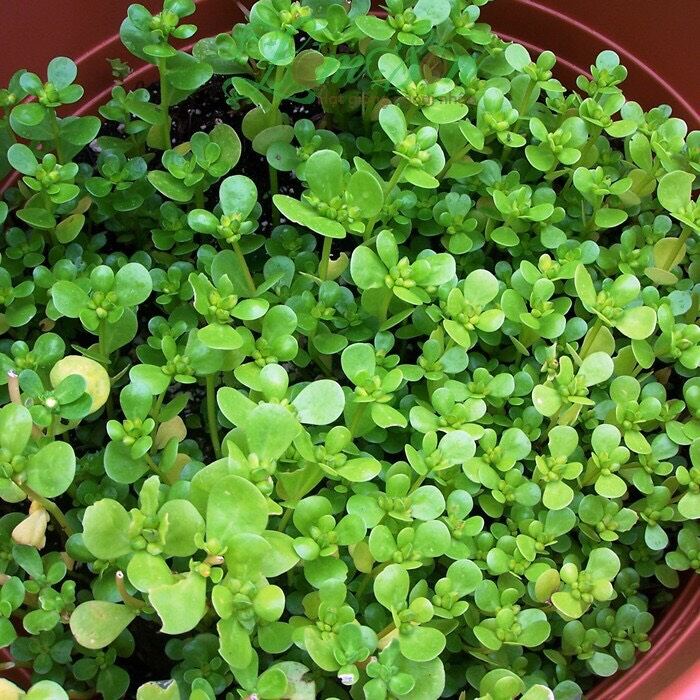 hạt giống rau sam gói 2 gram