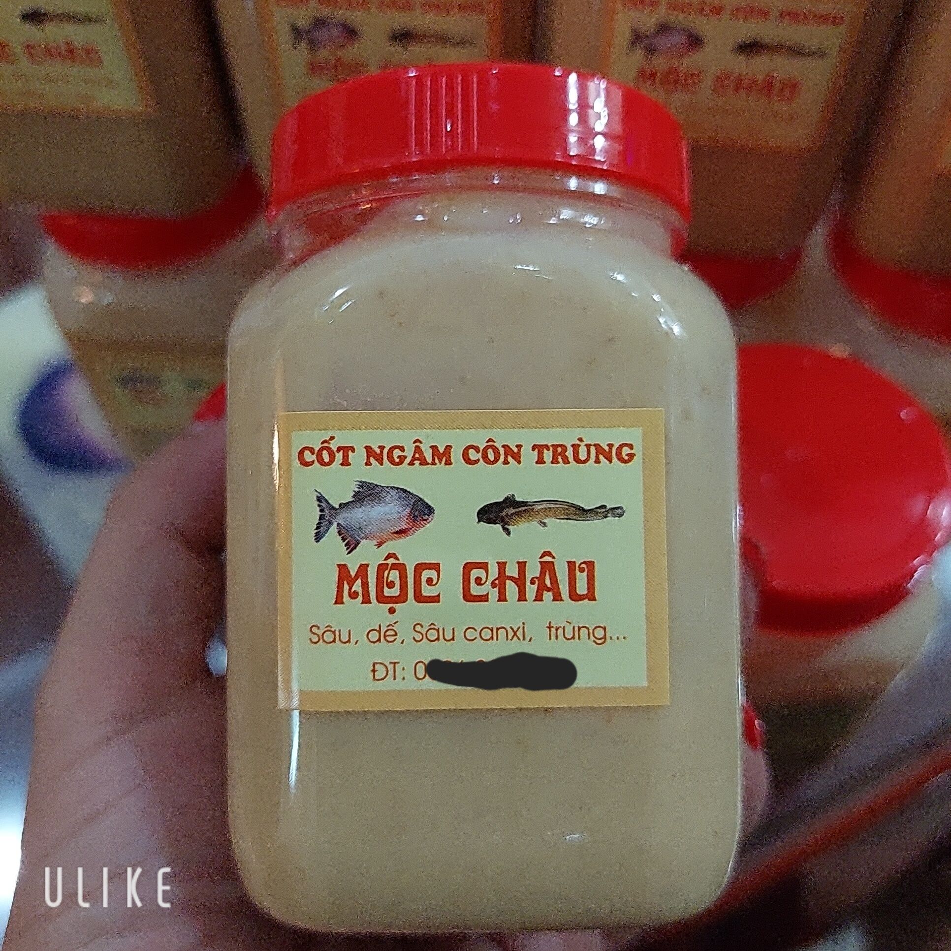 Câu Cá Trê,Nước Cốt Ngâm Sâu đánh siêu nhạy