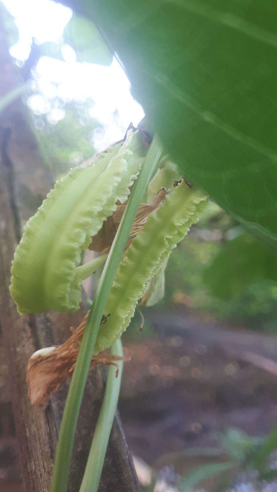 5 GR HẠT GIỐNG ĐẬU RỒNG