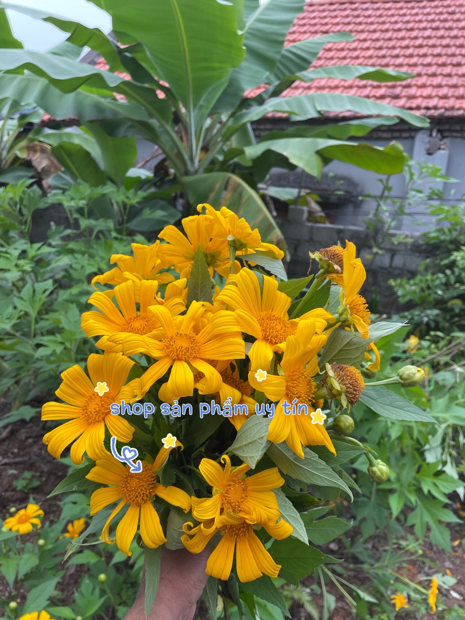 Hoa dã quỳ
