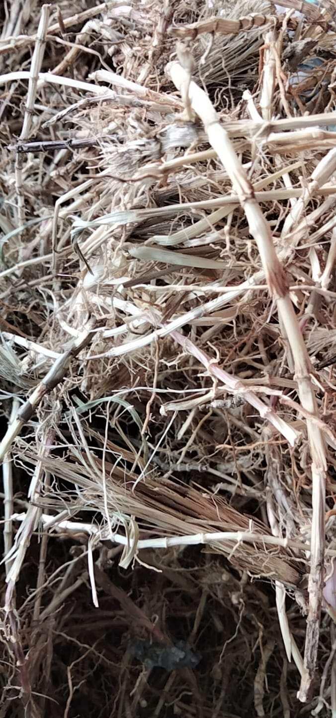 1kg rễ cỏ tranh ( bạch mao căn ) hàng sạch đẹp vụ mới