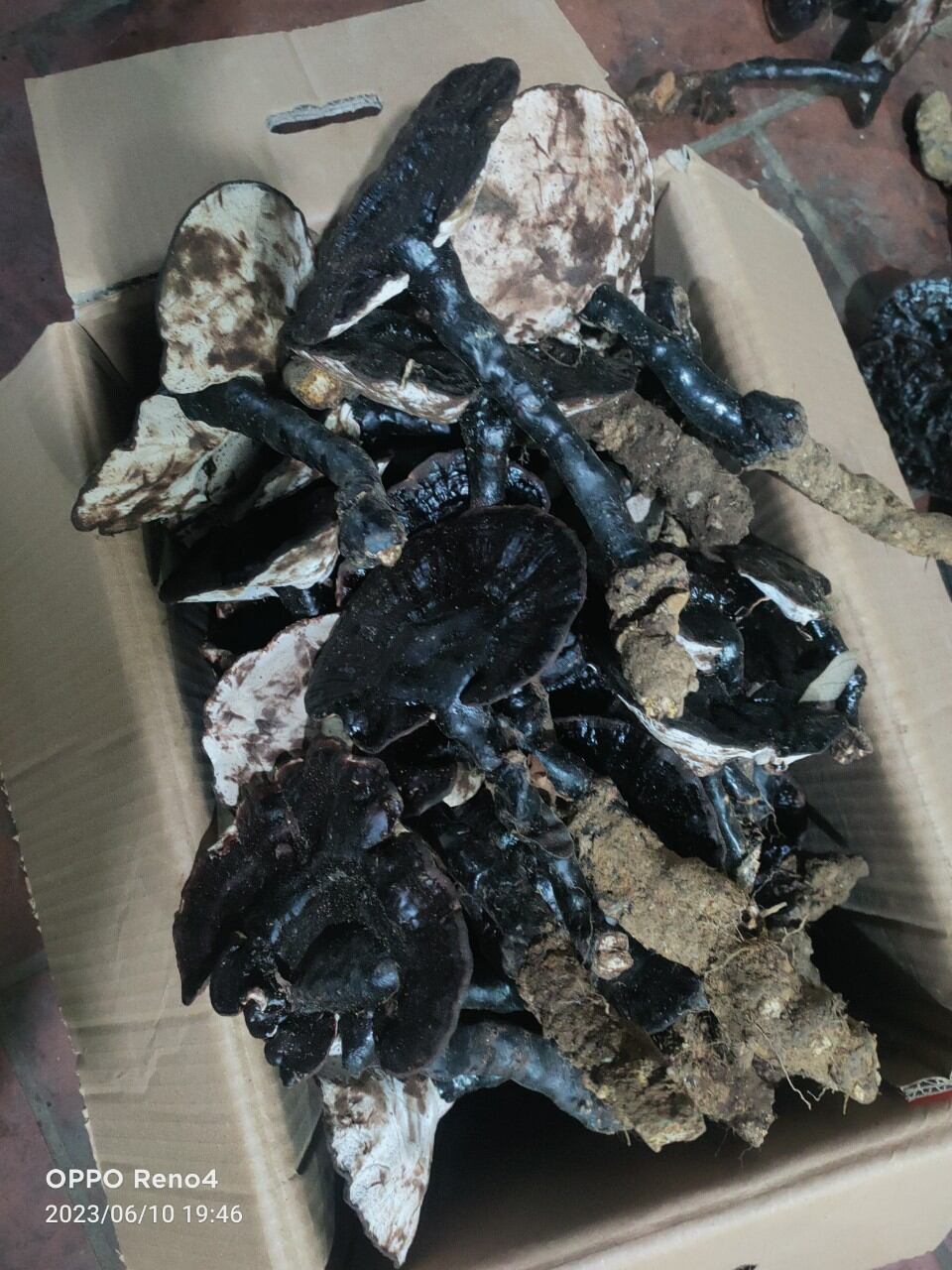 nấm linh chi đen hàng rừng