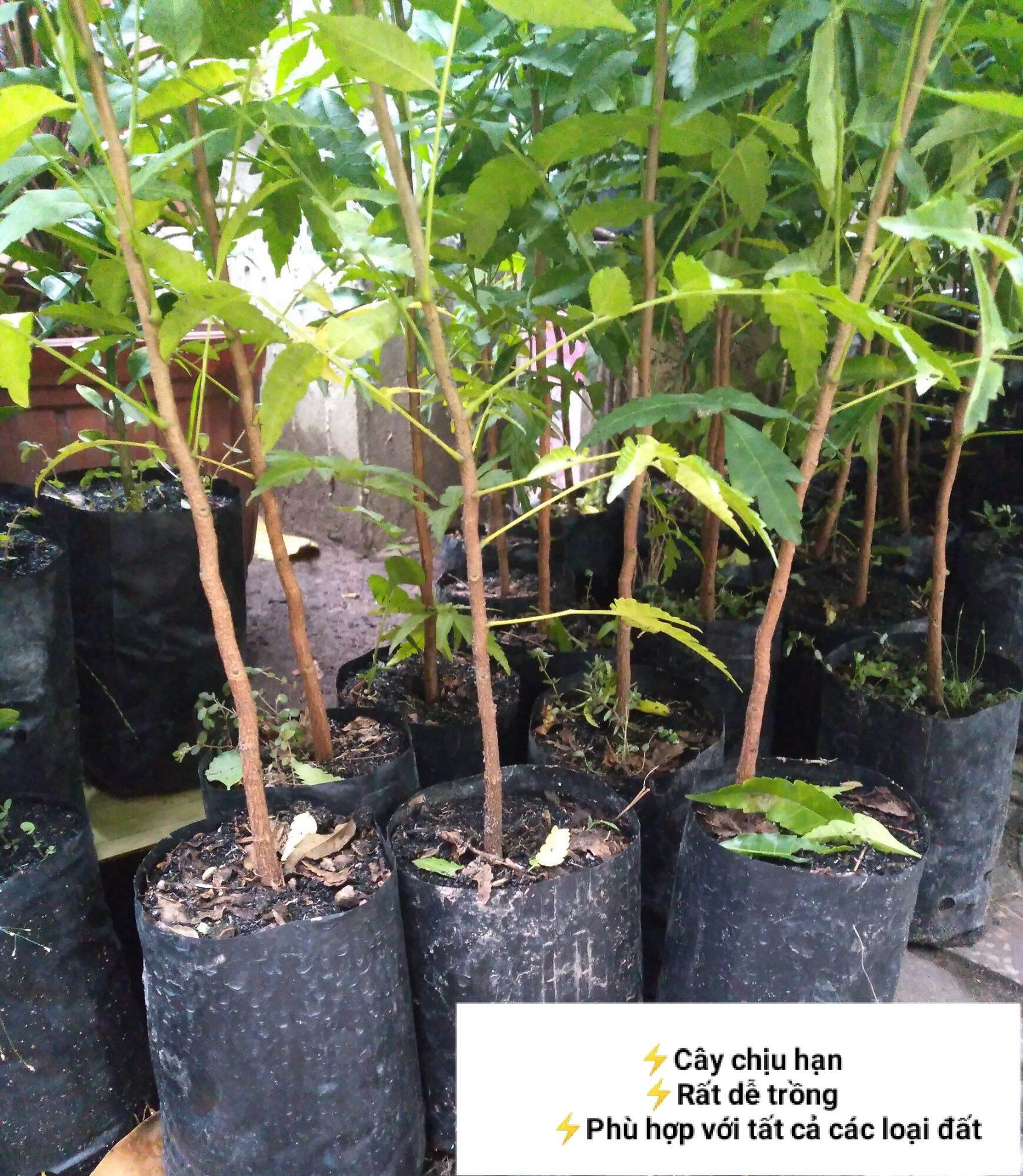 Cây Sầu Đâu ( 40-50cm)