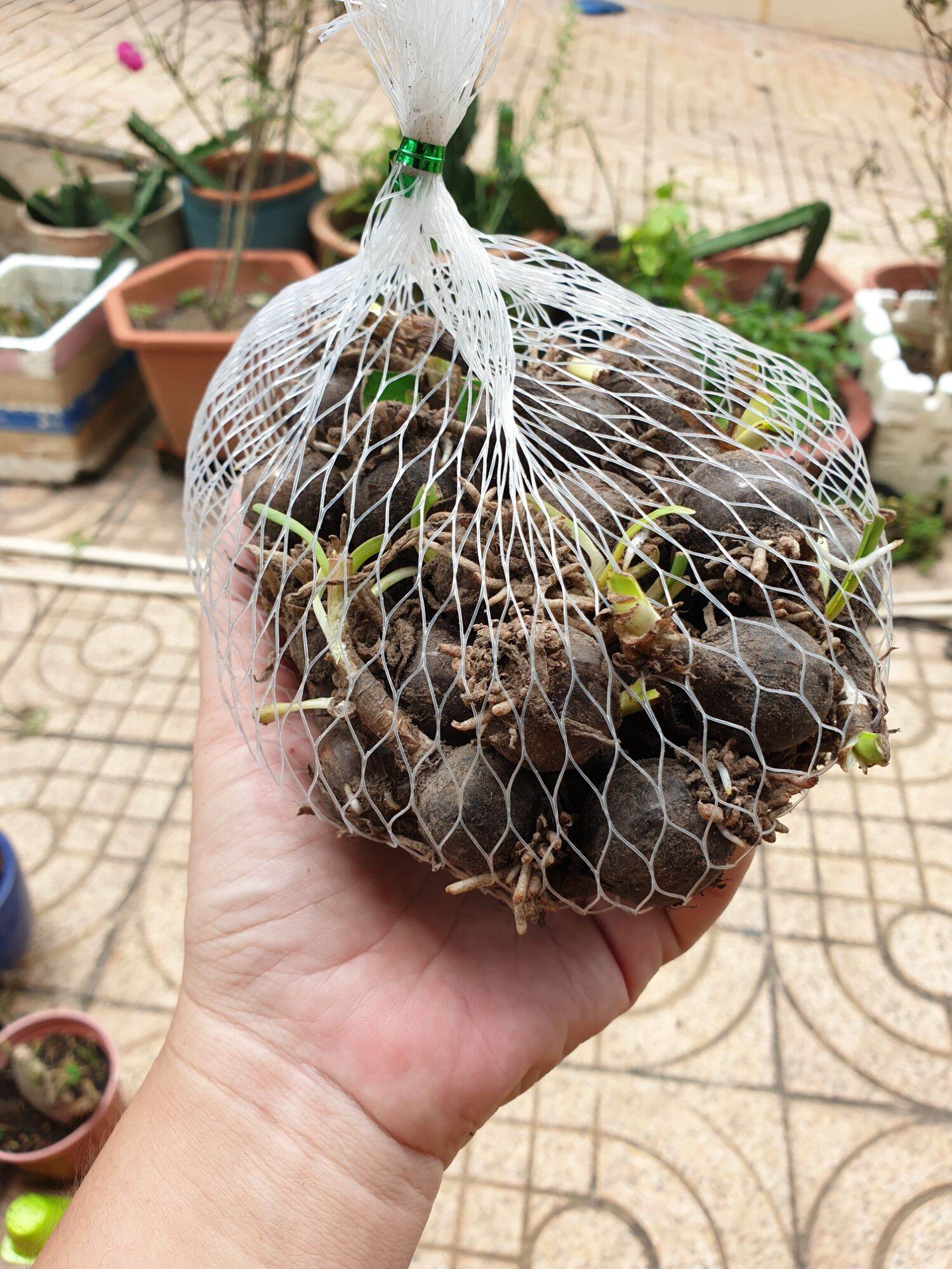 Củ huệ mưa First Love hoa màu hồng phấn (bán củ to trồng có hoa ngay)