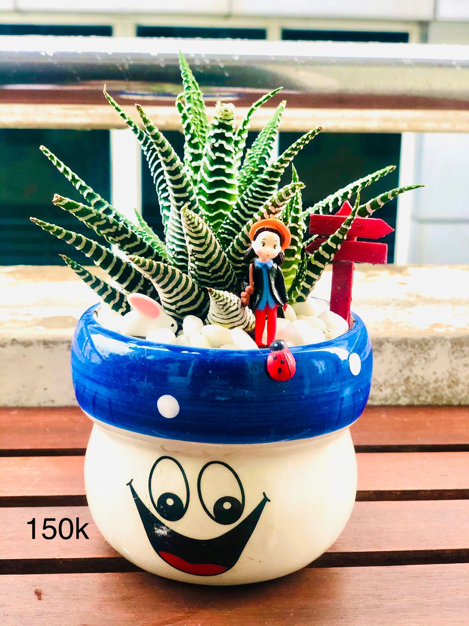 Chậu tiểu cảnh để bàn
