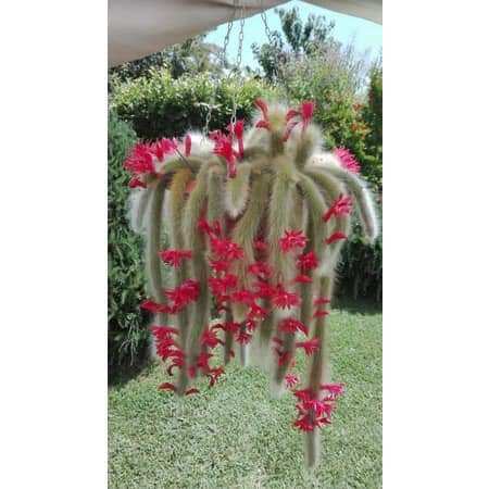 Hạt giống Sương rồng đuôi chồn(30_50hat)