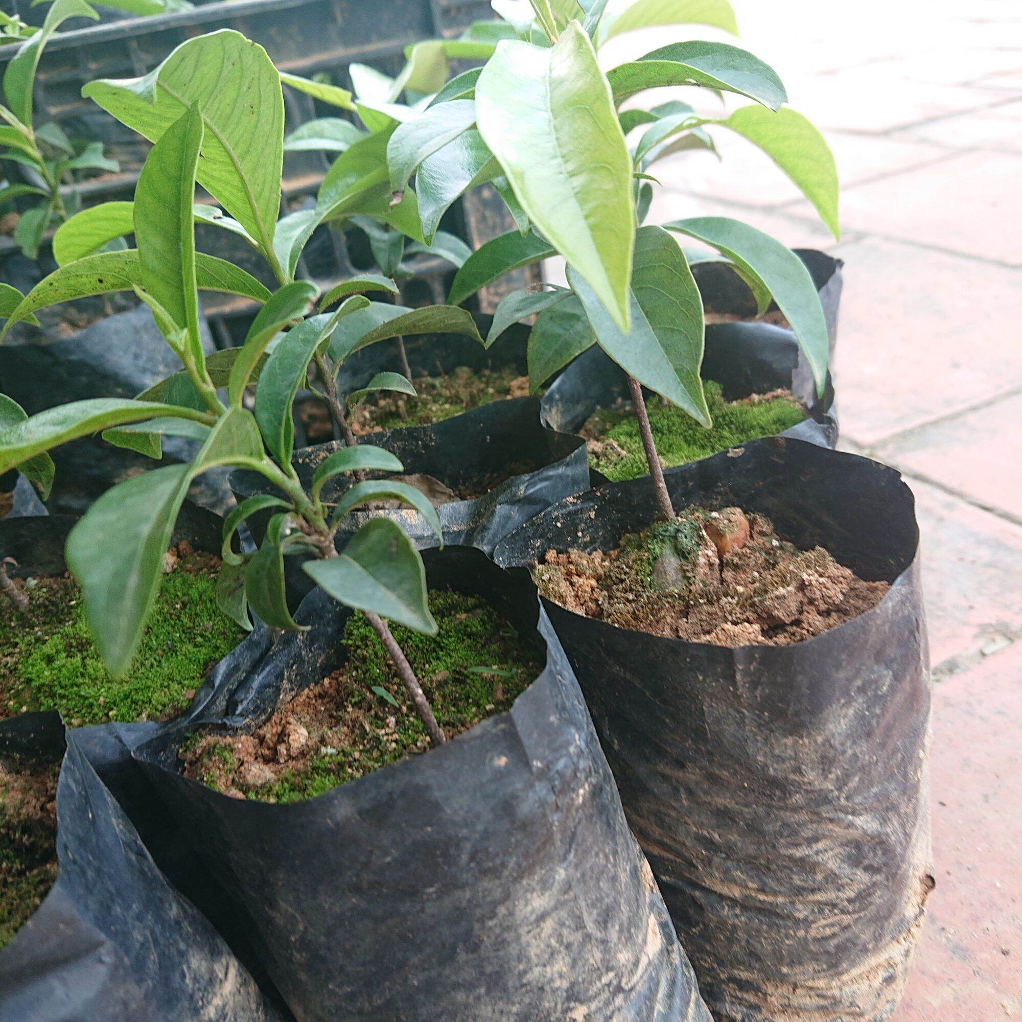 Cây Thị Giống