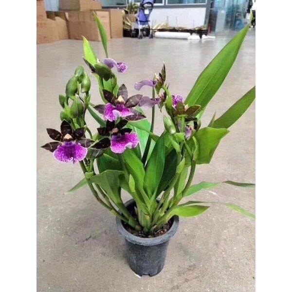 Hoa Lan vũ nữ Hàn cá mập