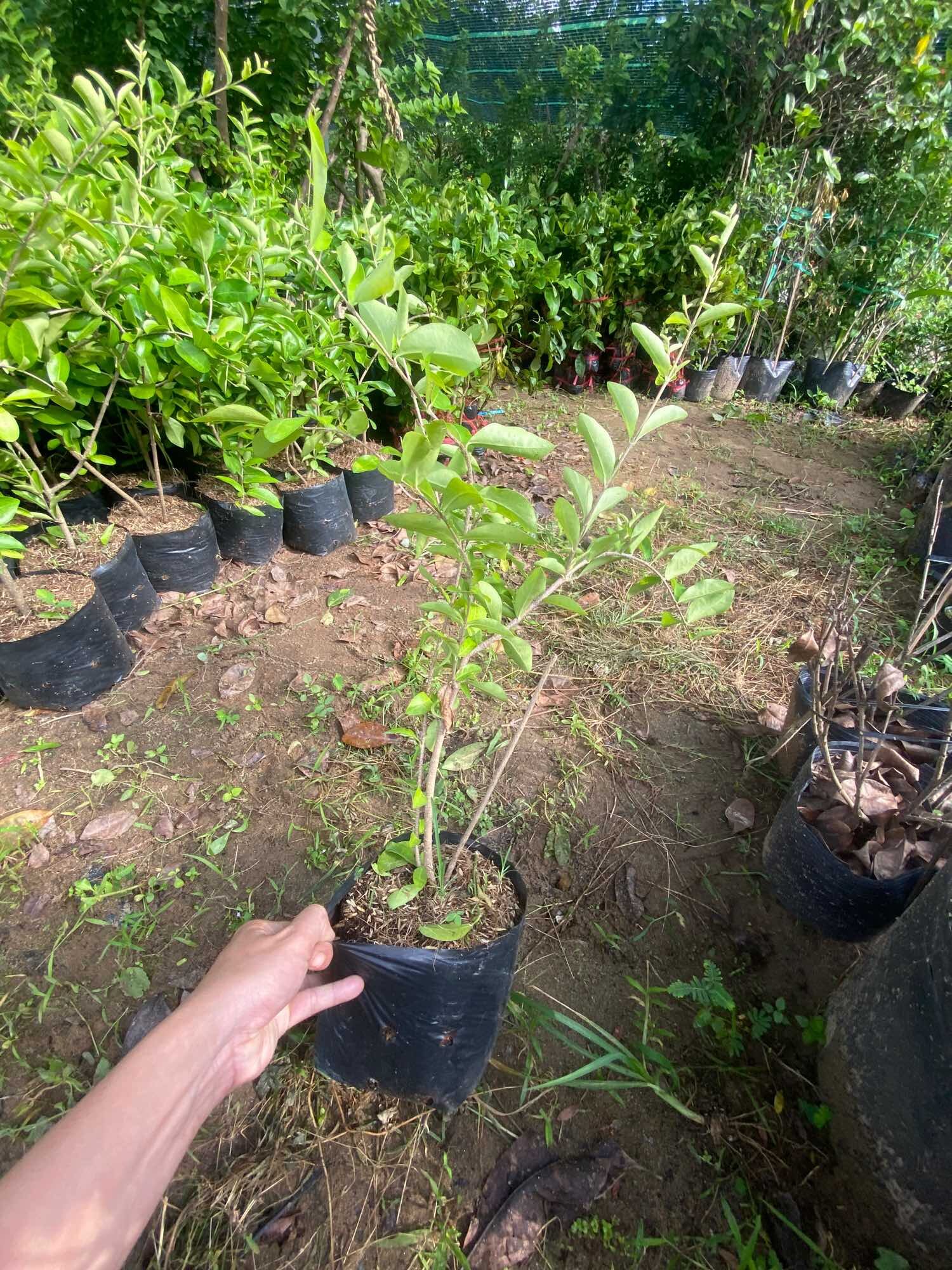Cây Sơri giống , bầu lớn ( lô cây cở như hình )
