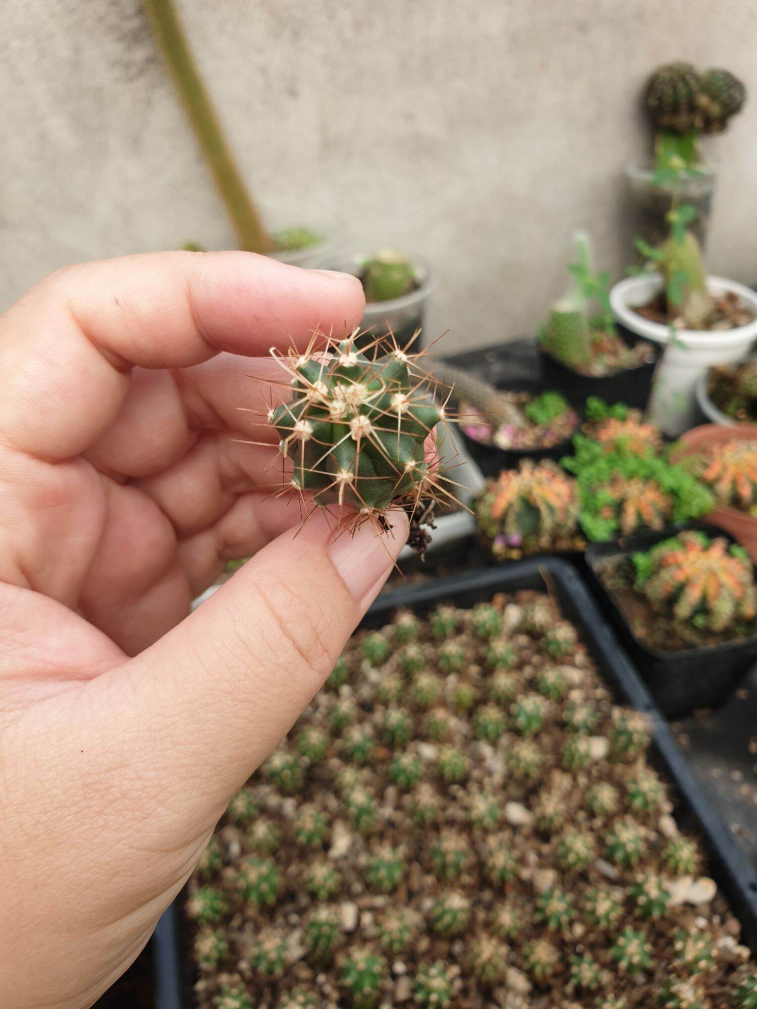 Xương rồng Fero gieo hạt, cây cao 4cm
