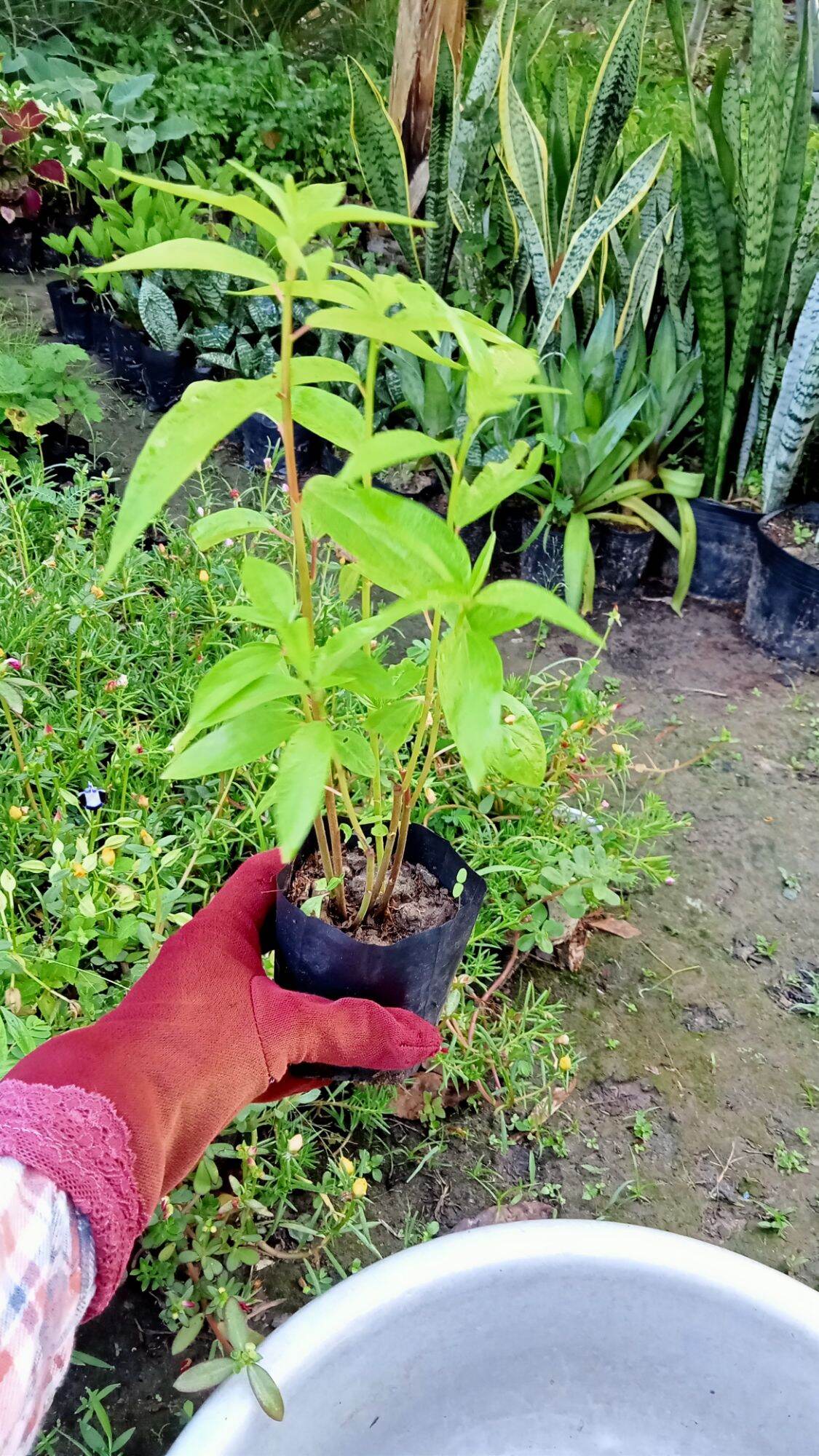 CÂY GIỐNG THUỐ T DÒI.12K/BẦU Y HÌNH 🌱(shop mới bán đơn từ 100k tặng cây giống)