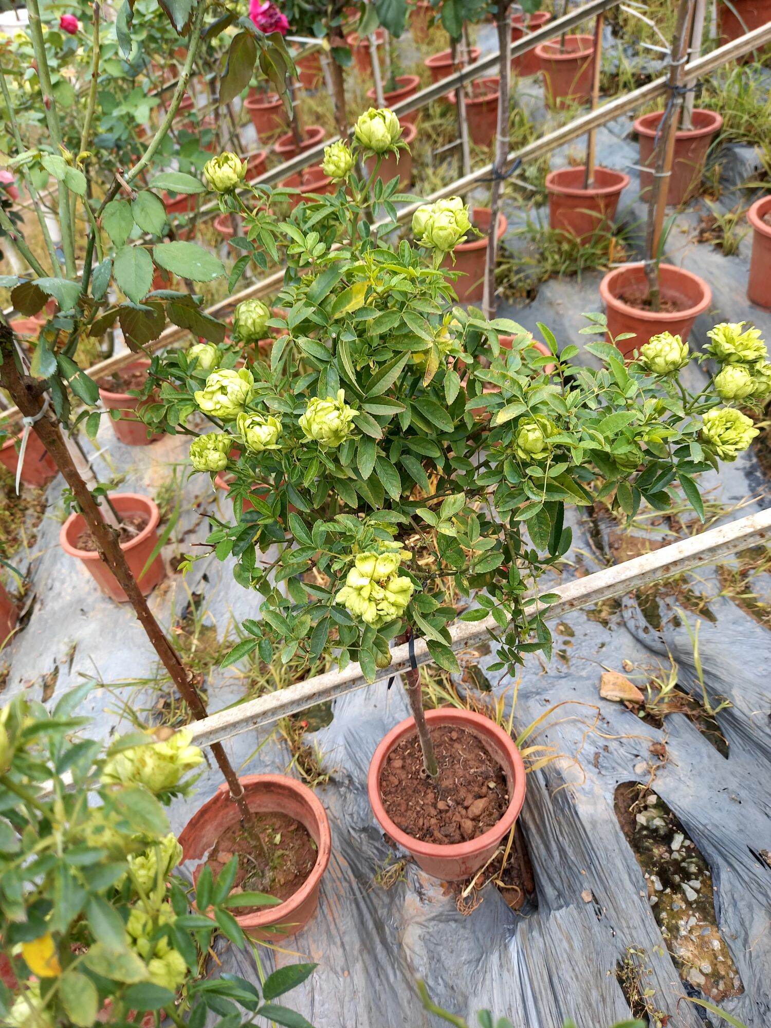 hồng xanh 1 cốt sieu hoa