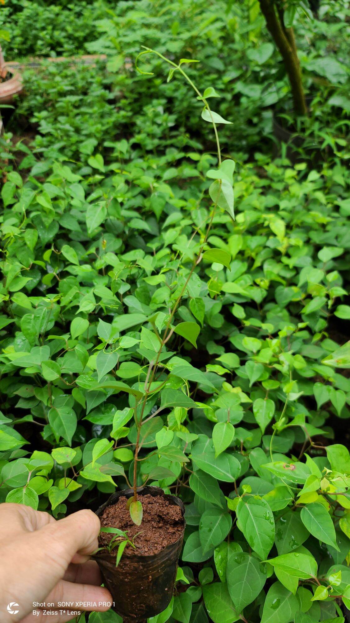 COMBO 3 Cây lá Giang giống.