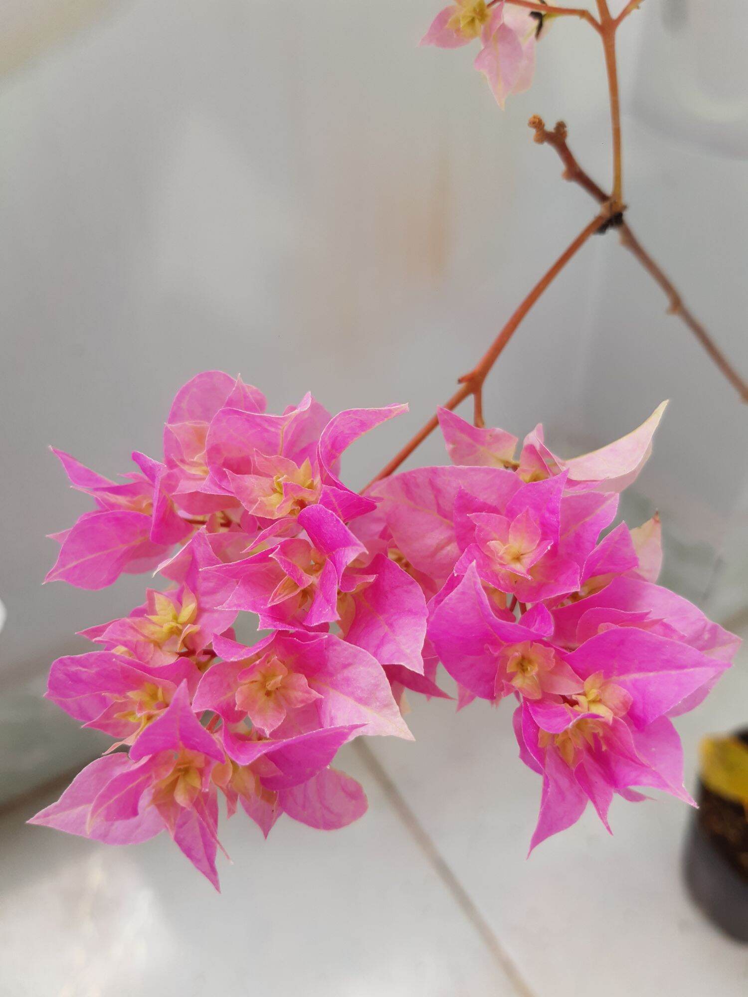 Hoa giấy kép hồng