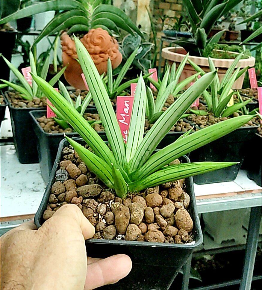 Cây lưỡi hổ lá tròn, da trắng - Sansevieria Ice Man, Iceman
