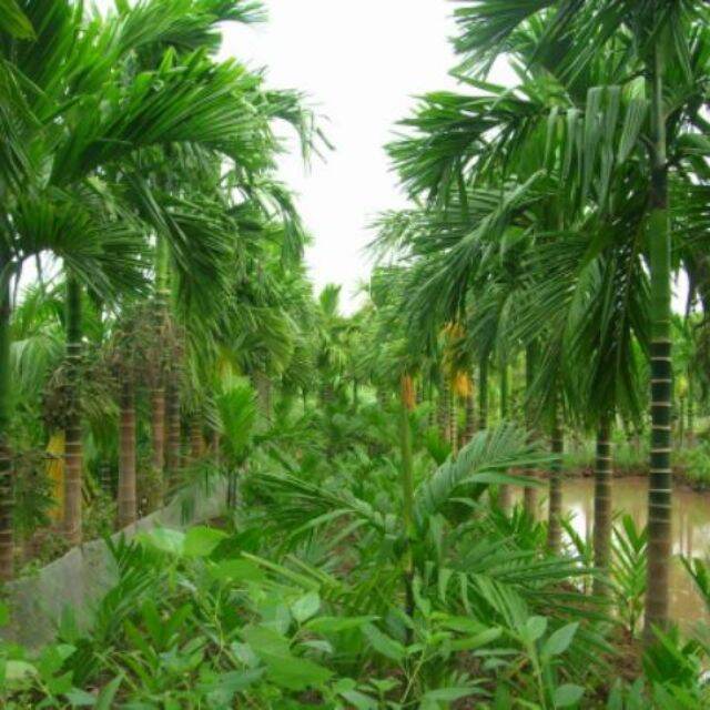 Cây cau ăn trầu cao 100cm từ gốc đến lá