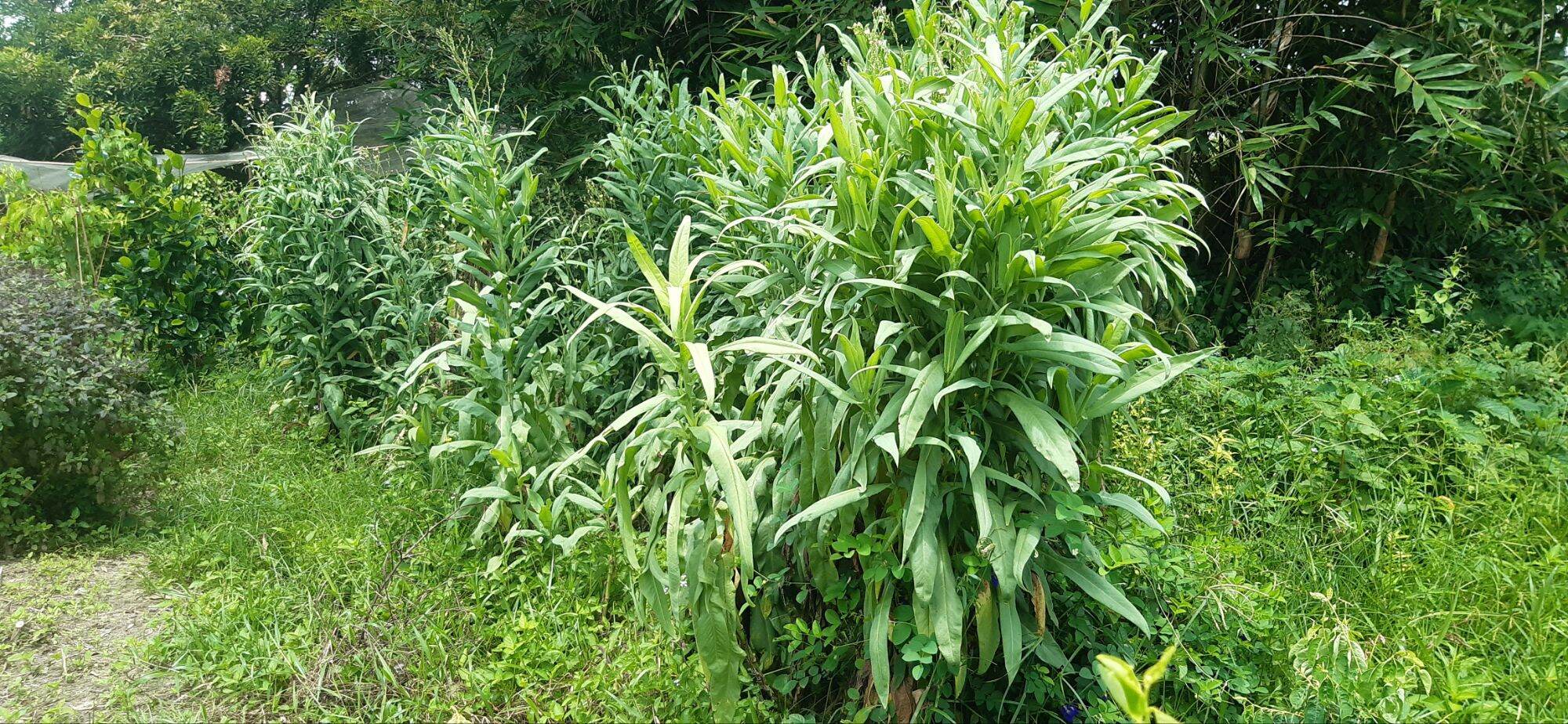 Bầu 2-3 Cây giống bồ công anh VN(bồ công anh cao)