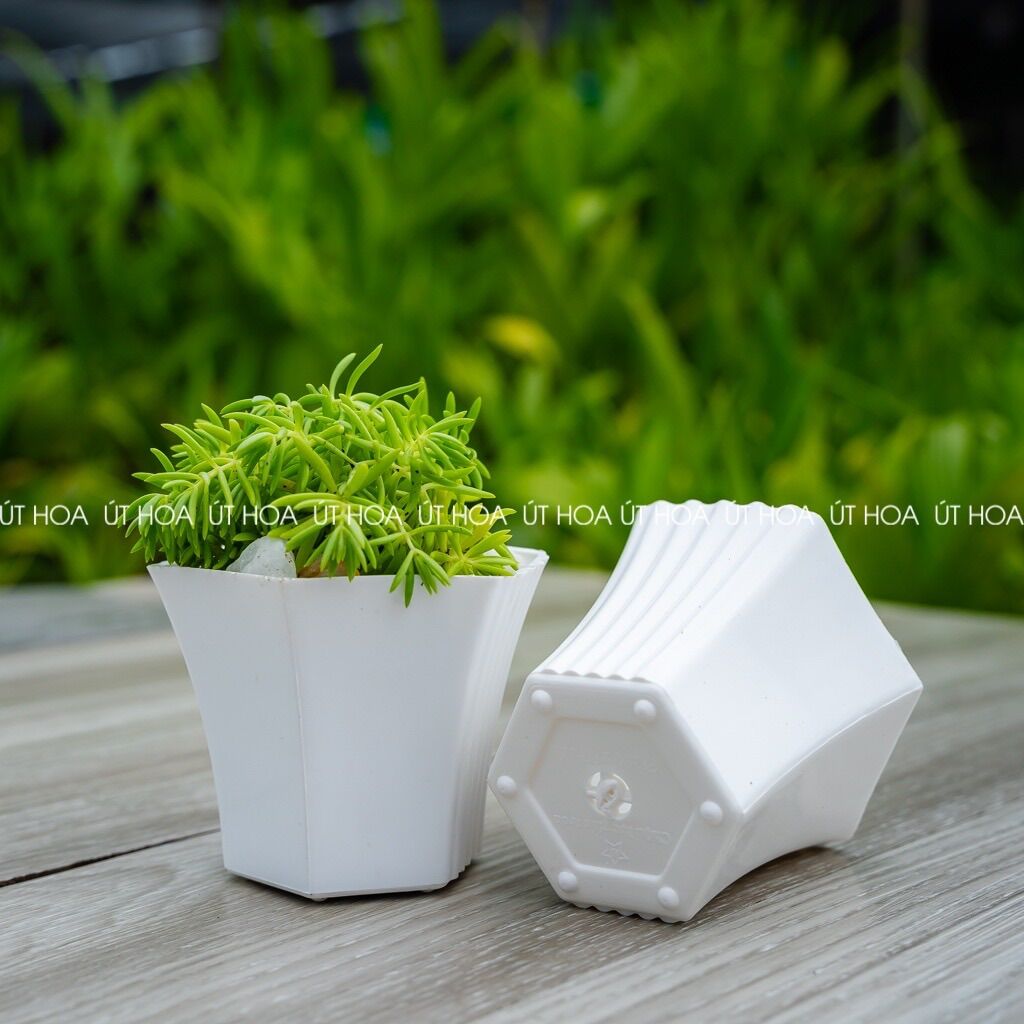 Chậu trồng sen đá, hoa kiểng Lục giác nhỏ siêu xinh
