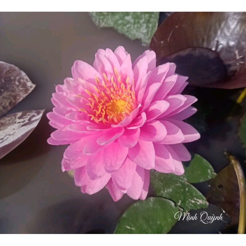 Hoa súng Thái hồng kép Wilmorat (chỉ giao miền Nam)