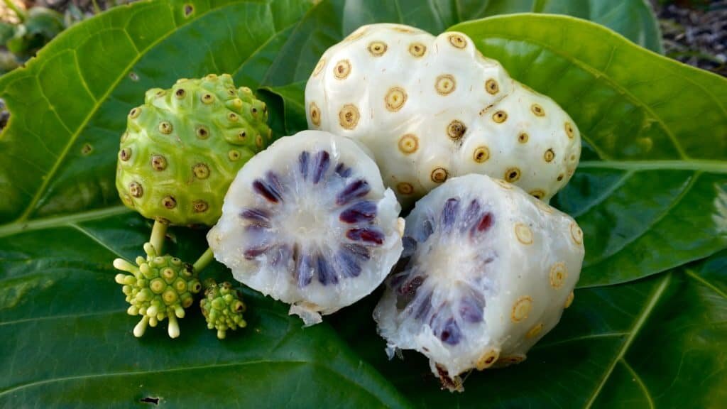 10  kg nhàu tươi