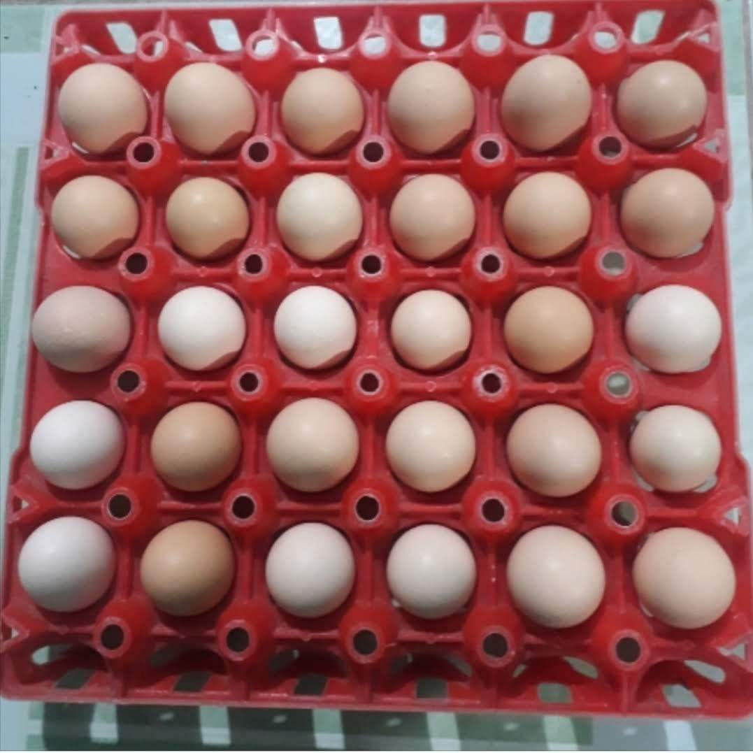 GÀ ĐÁ MỸ RẶC ,10 TRỨNG GÀ NÒI MỸ  ,ẤP NỞ CON GIỐNG ,TRẠI GÀ NÒI THÀNH ĐÔNG LONG AN