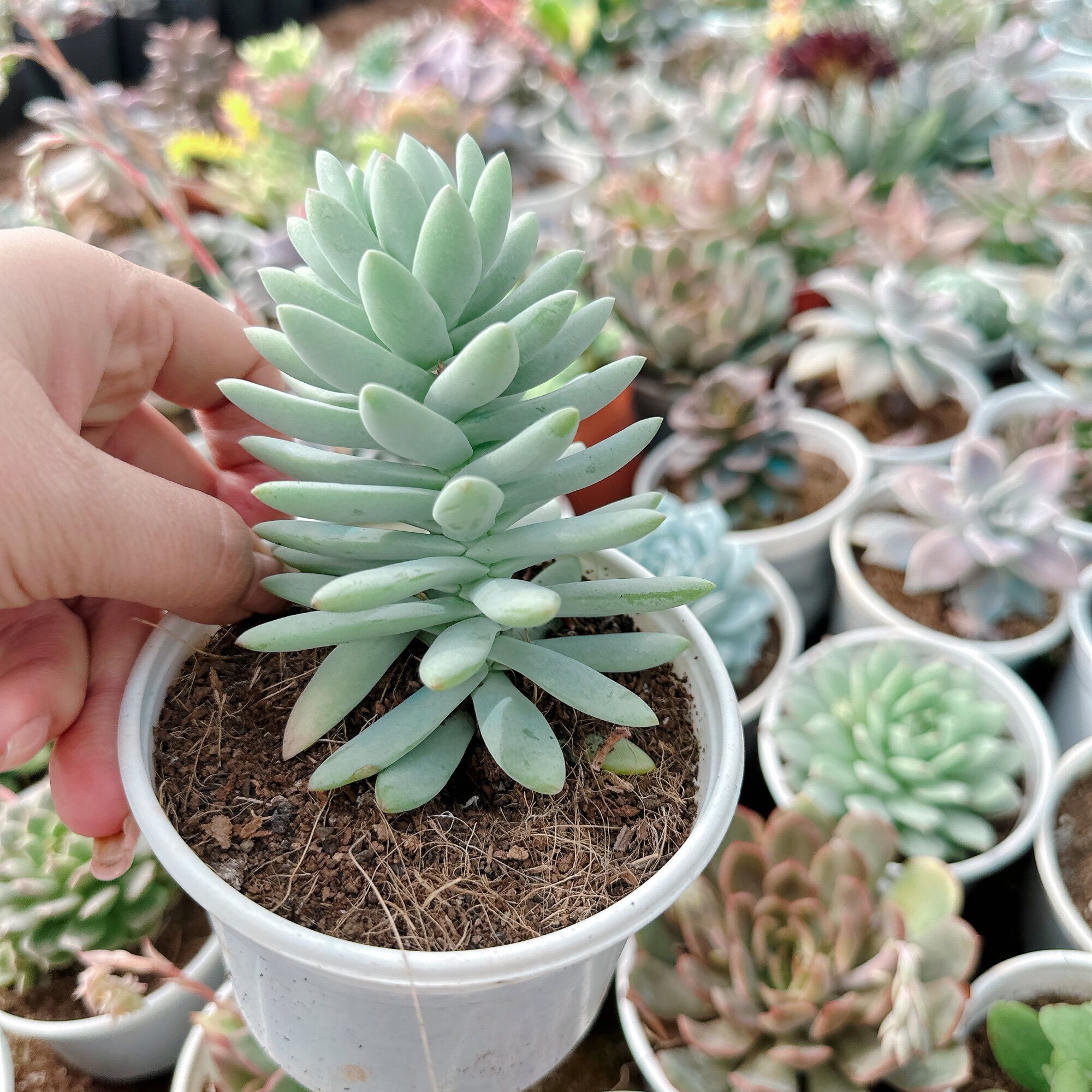 Sen đá chuỗi ngọc lam size trung 5-7cm