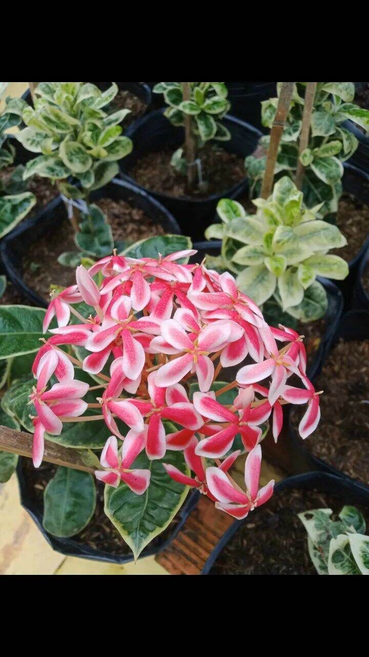 Cây bông trang cẩm thạch (hoa mẫu đơn) - hoa lá siêu đẹp (cao 8-15cm)