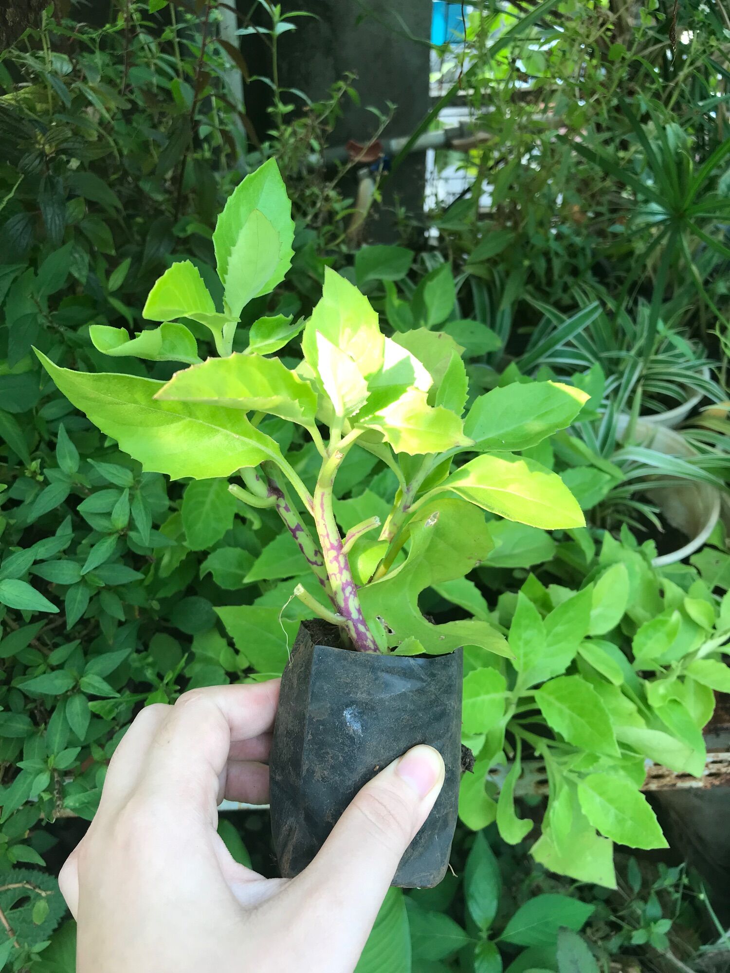 Cây Bầu đất ( Kim thất tai) giống